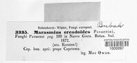 Gymnopus oreadoides image